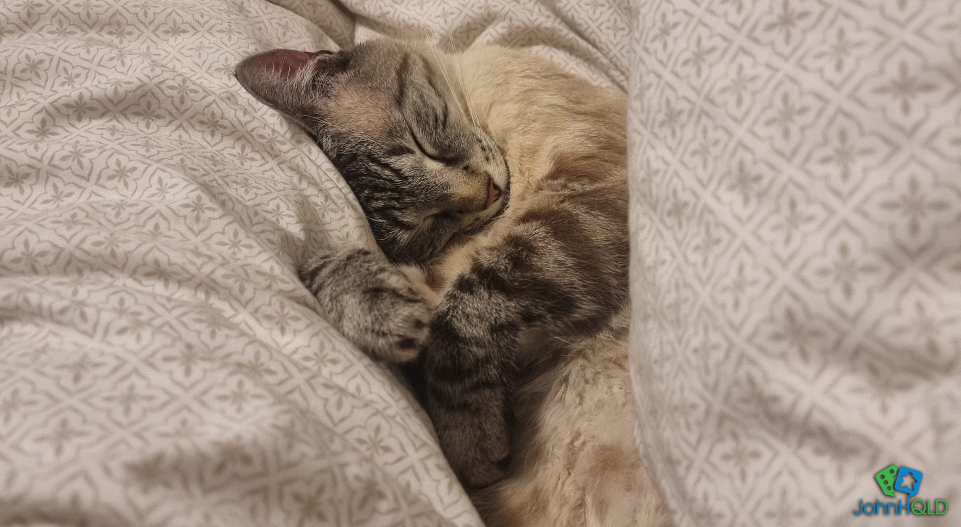 20220725 - Enzo Curled Up